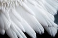 White Swan Feathers Background, Goose Plume Pattern, Generative Ai Illustration Royalty Free Stock Photo