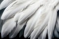 White Swan Feathers Background, Goose Plume Pattern, Generative Ai Illustration Royalty Free Stock Photo