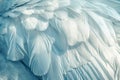 White Swan Feathers Background, Goose Plume Pattern, White Wings Feather Texture Royalty Free Stock Photo