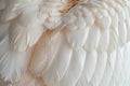 White Swan Feathers Background, Goose Plume Pattern, White Wings Feather Texture Royalty Free Stock Photo