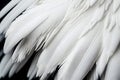 White Swan Feathers Background, Goose Plume Pattern, Generative Ai Illustration Royalty Free Stock Photo