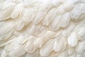 White Swan Feathers Background, Goose Plume Pattern, White Wings Feather Texture Royalty Free Stock Photo