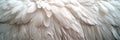 White Swan Feathers Background, Goose Plume Pattern, White Wings Feather Texture Royalty Free Stock Photo