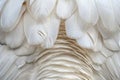 White Swan Feathers Background, Goose Plume Pattern, White Wings Feather Texture Royalty Free Stock Photo