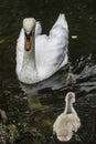 The white swan female with small swans swims in a pond Royalty Free Stock Photo