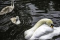 The white swan female with small swans swims in a pond Royalty Free Stock Photo