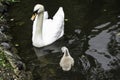 The white swan female with small swans swims in a pond Royalty Free Stock Photo