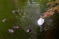 white swan and five of mandarin duck on the lake with maple tree branch bend down on water surface. Royalty Free Stock Photo