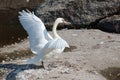 A white swan flaps its wings on the ground by the lake near the stones.