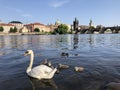 White swan flies near the Charles Bridge. Prague summer