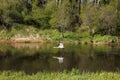 a white swan flies over the river. autumn landscape in the forest.