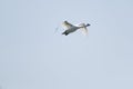 a white swan is fliying in the sky Royalty Free Stock Photo