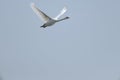 a white swan is fliying in the sky Royalty Free Stock Photo