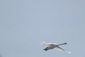 a white swan is fliying in the sky Royalty Free Stock Photo