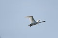 a white swan is fliying in the sky Royalty Free Stock Photo