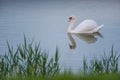 White swan floating in the lake