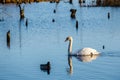 White swan floating on the lake