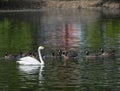 White swan floats in blue water of lake Royalty Free Stock Photo