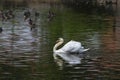 White swan floats in blue water of lake Royalty Free Stock Photo