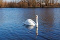 White swan floats in blue water of lake Royalty Free Stock Photo