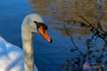 White swan floats on forest lake. Golden autumn trees reflection on rippled water surface Royalty Free Stock Photo