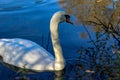 White swan floats on forest lake. Golden autumn trees reflection on rippled water surface Royalty Free Stock Photo
