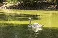 White swan floats in the pond, zoological garden of the National Reserve Askania-Nova, Ukraine