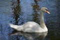 White swan floats. ripple Royalty Free Stock Photo