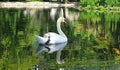 The white swan floats on the river. Water surface, greenery