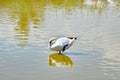 White swan floats on water Royalty Free Stock Photo