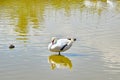 White swan floats on water Royalty Free Stock Photo