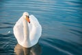 White swan floats in water. Royalty Free Stock Photo