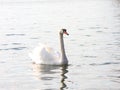 The white swan floats on the water Royalty Free Stock Photo