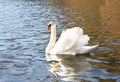 The white swan floats on the water Royalty Free Stock Photo