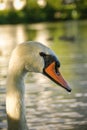 White swan flock in summer water. Royalty Free Stock Photo