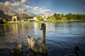 White swan flock in summer water. Royalty Free Stock Photo