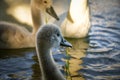 White swan flock in summer water. Royalty Free Stock Photo