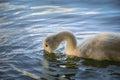 White swan flock in summer water. Royalty Free Stock Photo