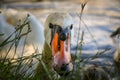 White swan flock in summer water. Royalty Free Stock Photo