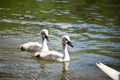 White swan flock in summer water. Royalty Free Stock Photo