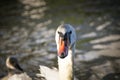 White swan flock in summer water. Royalty Free Stock Photo