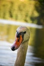 White swan flock in summer water. Royalty Free Stock Photo