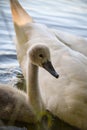 White swan flock in summer water. Royalty Free Stock Photo