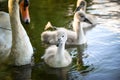 White swan flock in summer water. Royalty Free Stock Photo