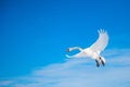 White swan flying in the blue sunny sky