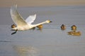 White Swan flying