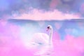 White swan in the foggy lake at the dawn. Morning lights. Romantic background. Beautiful swan. Cygnus. Romance of white swan with Royalty Free Stock Photo