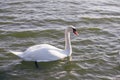 White swan in the foggy lake at the dawn. Morning lights. Romantic background. Beautiful swan. Cygnus. Romance of white swan with Royalty Free Stock Photo