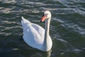 White swan in the foggy lake at the dawn. Morning lights. Romantic background. Beautiful swan. Cygnus. Romance of white swan with Royalty Free Stock Photo