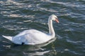 White swan in the foggy lake at the dawn. Morning lights. Romantic background. Beautiful swan. Cygnus. Romance of white swan with Royalty Free Stock Photo